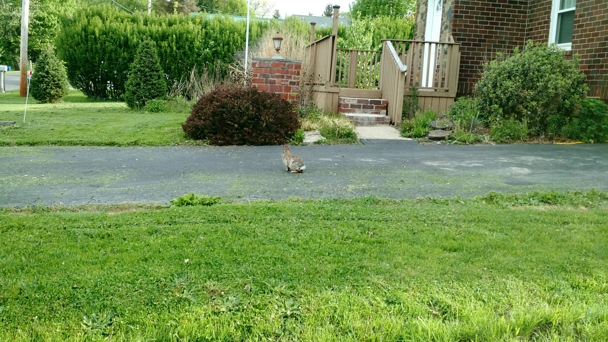 Morning hop