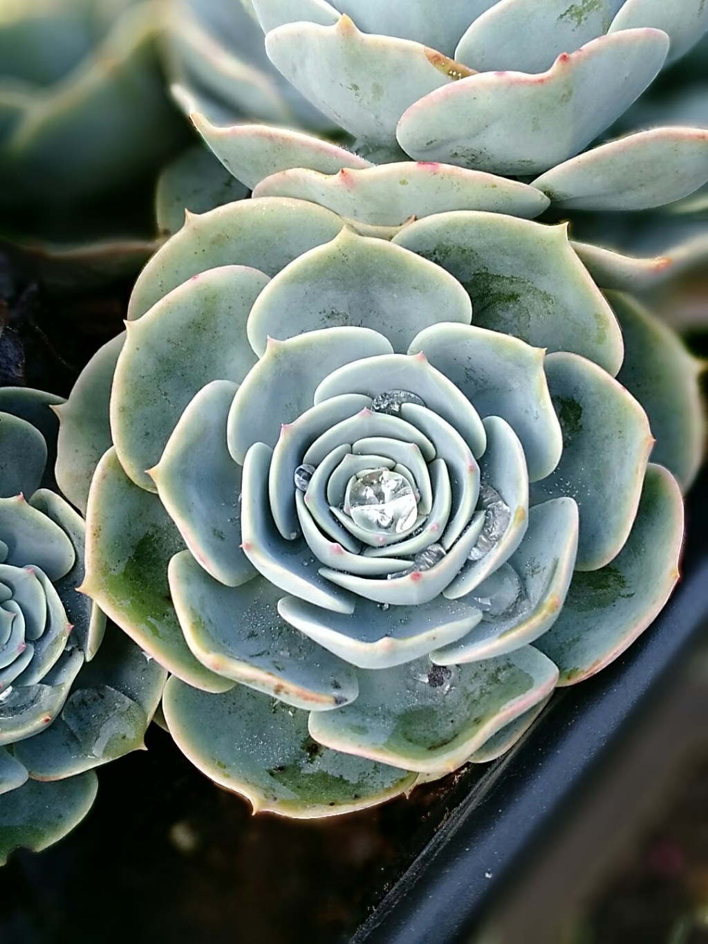 Water on succulents