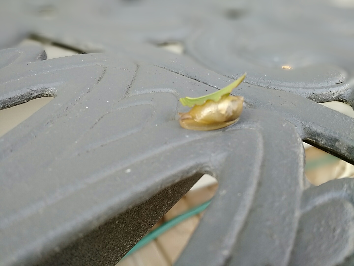 Slug