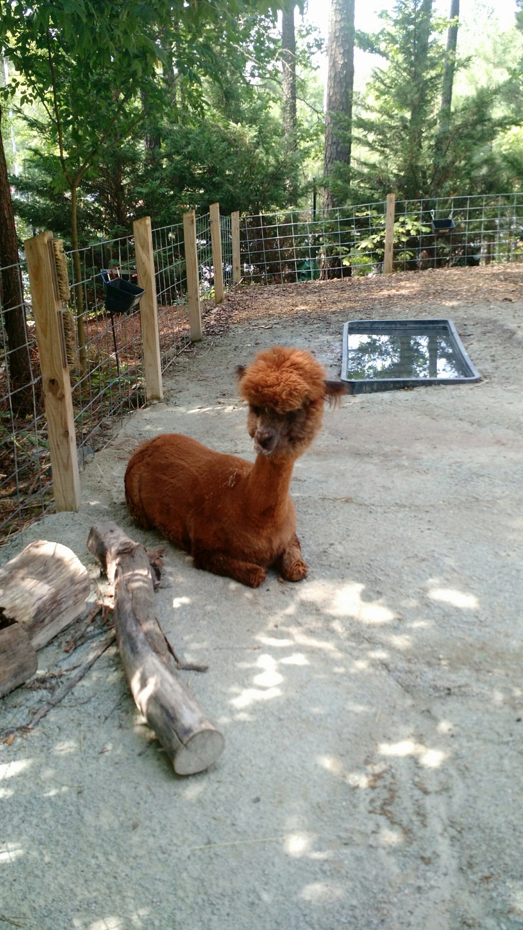 Alpaca!