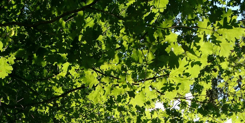 Duke Gardens (again)