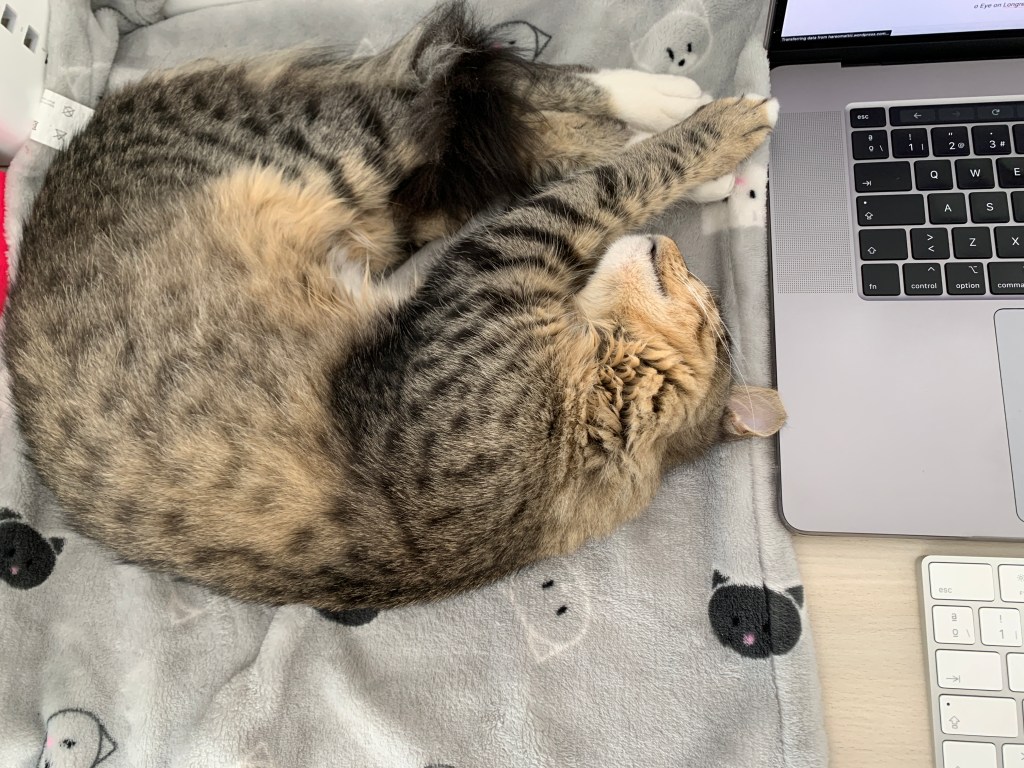 Increasing Our Happiness with Cats and Dogs in the&nbsp;Office